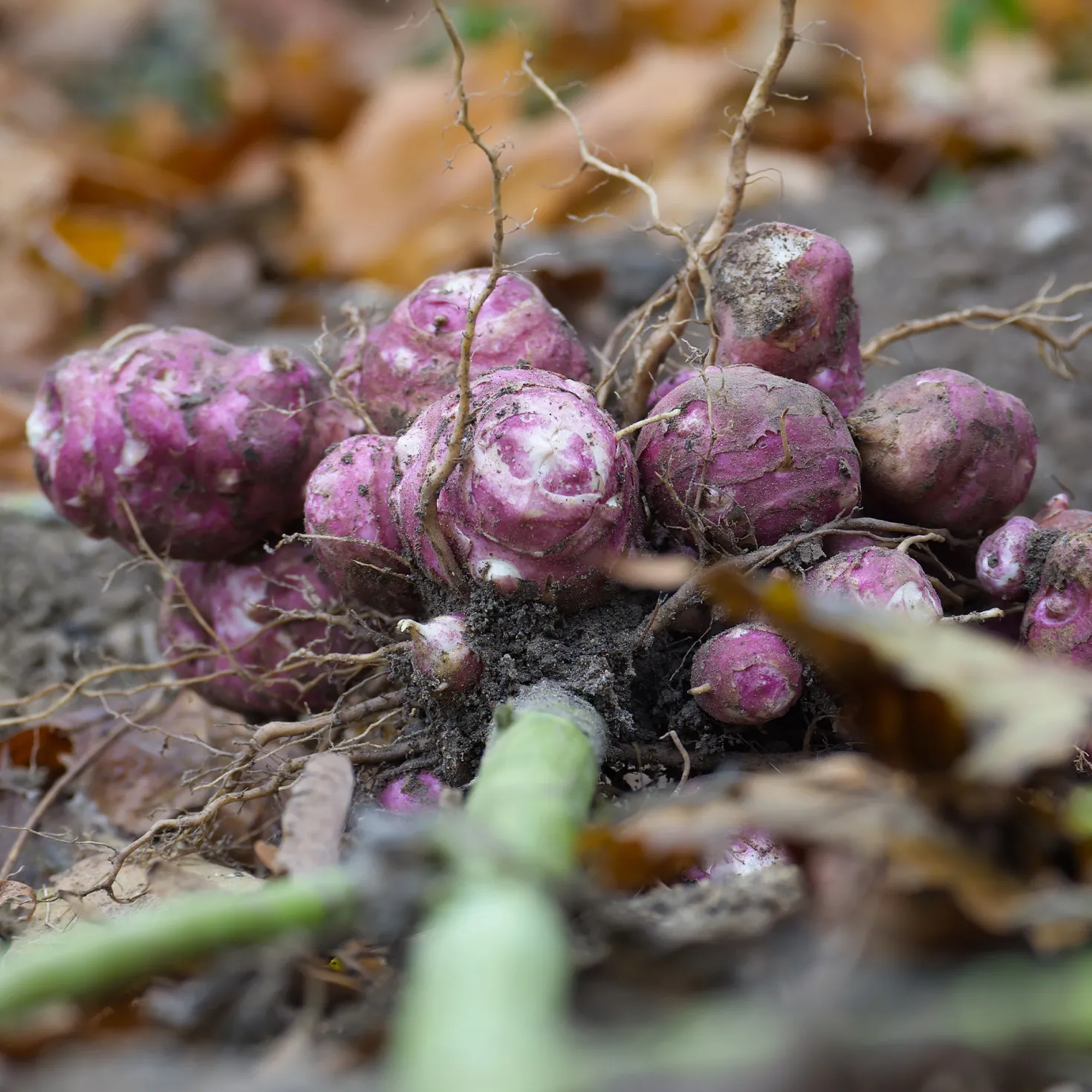 Topinambur violett (x5) - Ernte den ganzen Winter