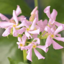 Toskanischer Jasmin 'Star of Ibiza' - Duftende Blüten den ganzen Sommer