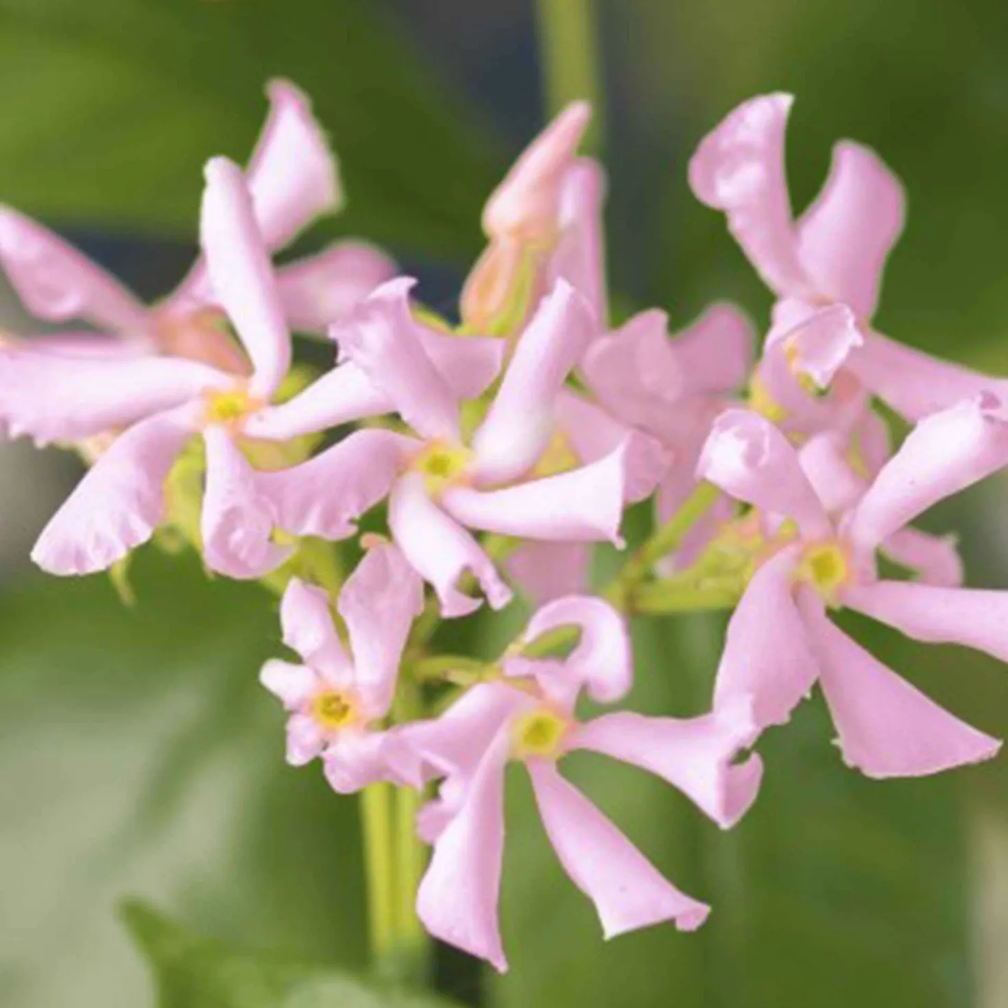 Toskanischer Jasmin 'Star of Ibiza' - Duftende Blüten den ganzen Sommer