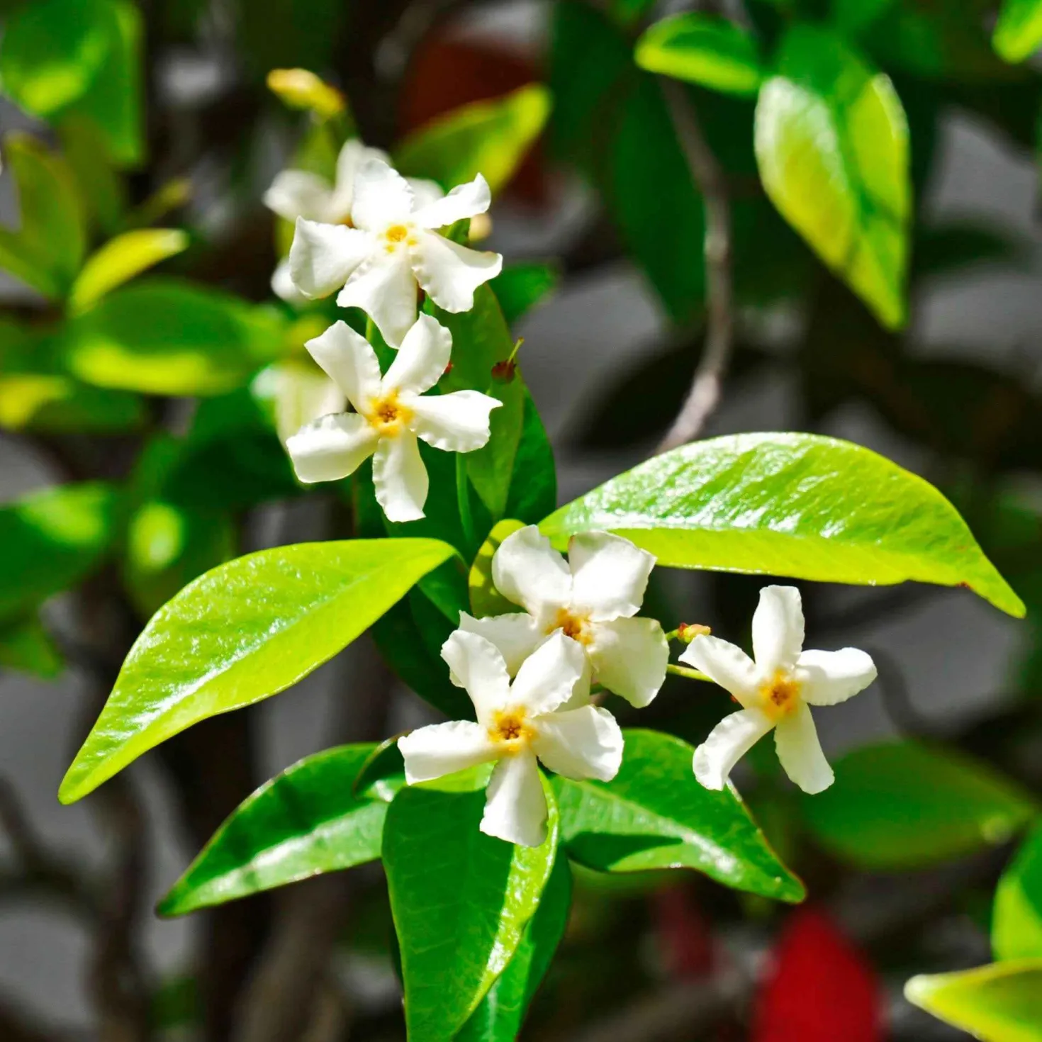Toskanischer Jasmin 'Star of Venice' - Duftende Blütenwand im Nu