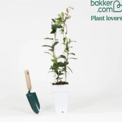 Toskanischer Jasmin 'Star of Venice' - Duftende Blütenwand im Nu