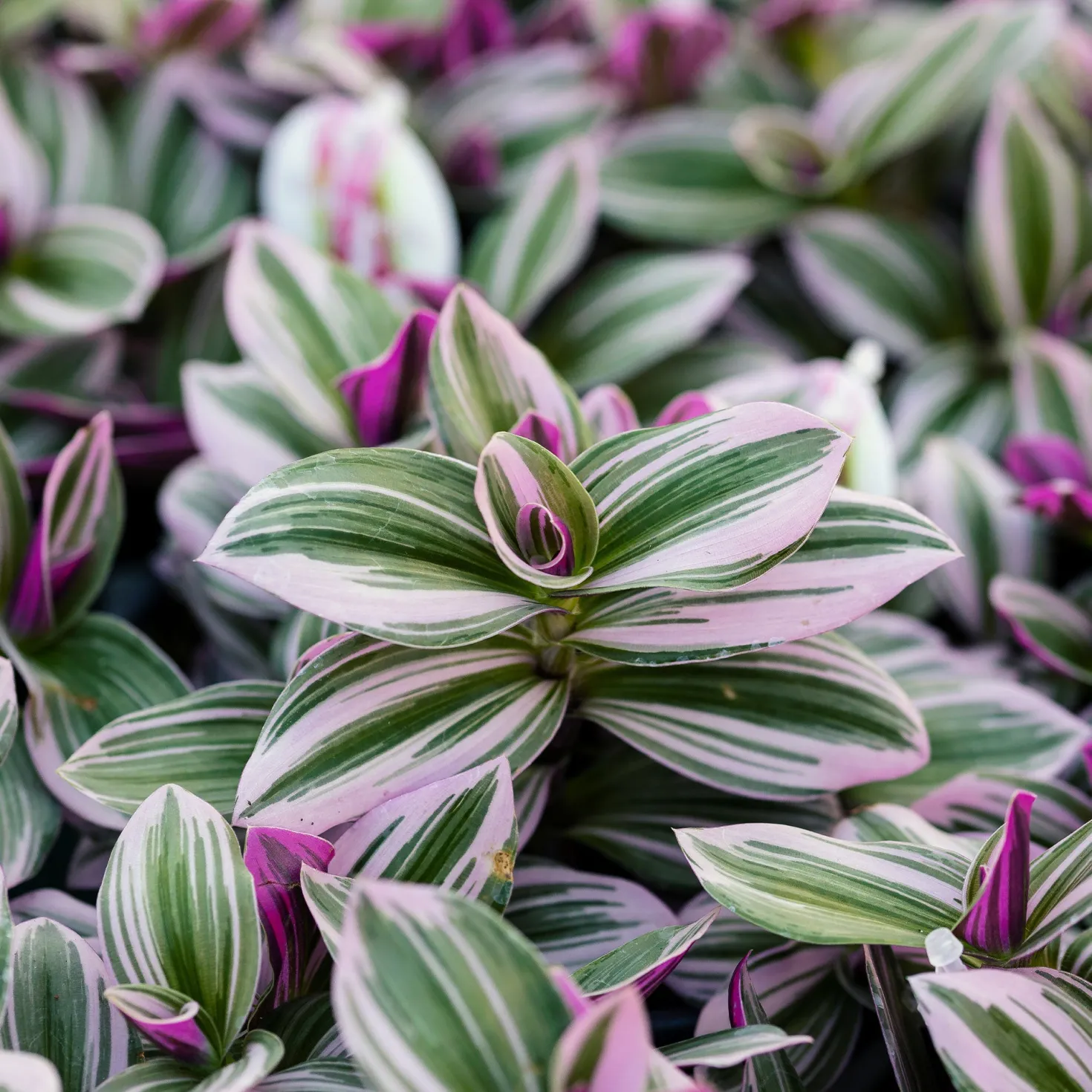 Tradescantia ‘Nanouk’ weiß blühend - Sofort mehr Farbe im Raum