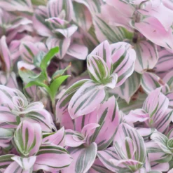 Tradescantia ‘Nanouk’ weiß blühend - Sofort mehr Farbe im Raum