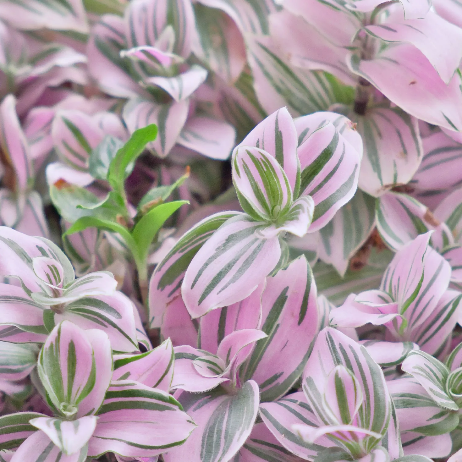 Tradescantia ‘Nanouk’ weiß blühend - Sofort mehr Farbe im Raum