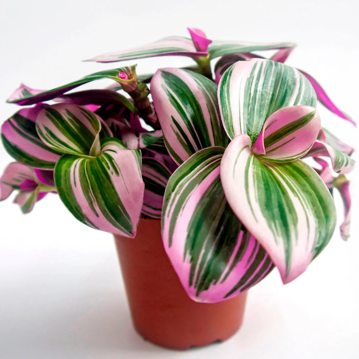 Tradescantia ‘Nanouk’ weiß blühend - Sofort mehr Farbe im Raum