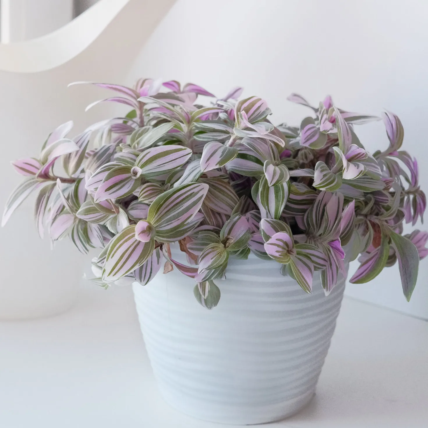 Tradescantia ‘Nanouk’ weiß blühend - Sofort mehr Farbe im Raum