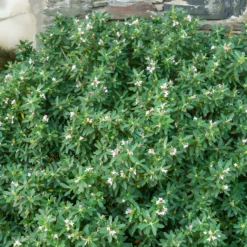 Transatlantischer Seidelbast Pink Fragrance® - Duft ohne Ende im Garten