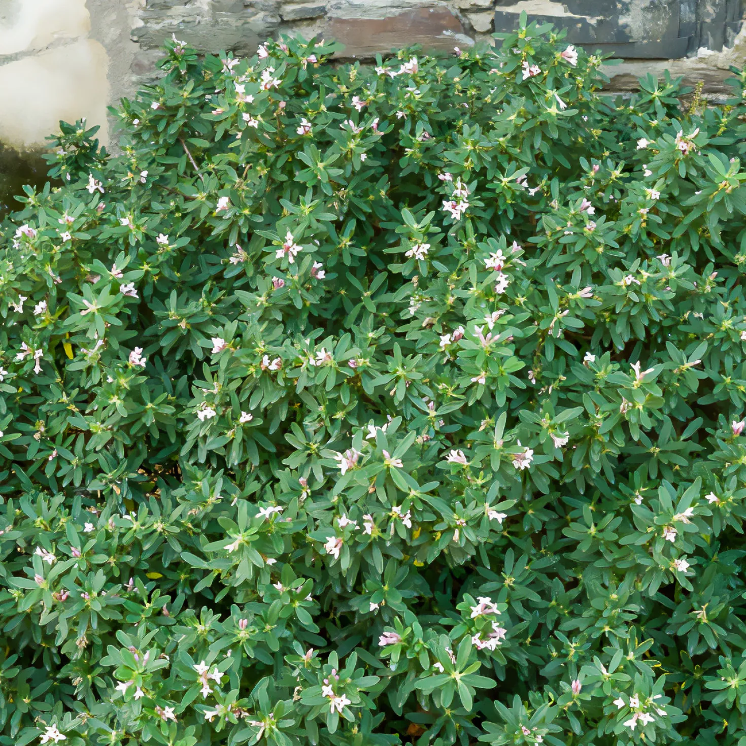Transatlantischer Seidelbast Pink Fragrance® - Duft ohne Ende im Garten