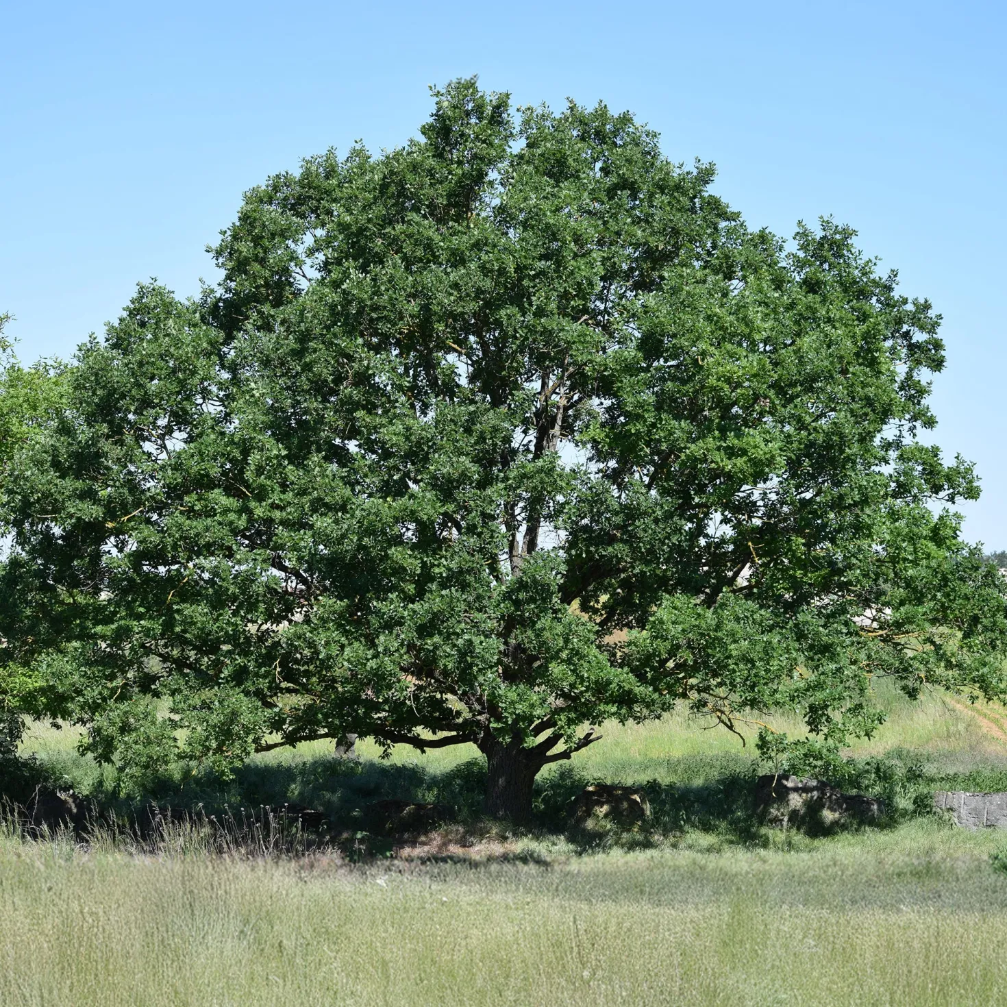 Traubeneiche - Ein Baum fürs ganze Leben