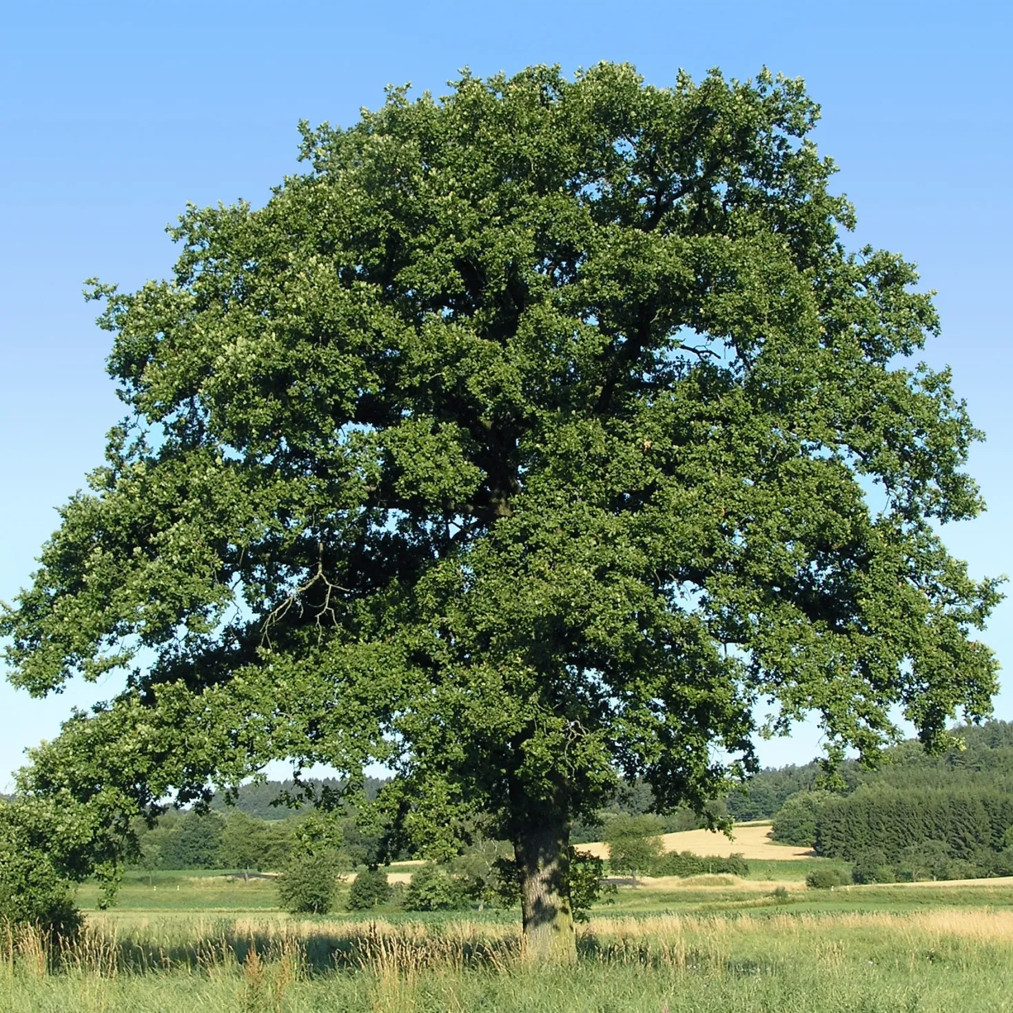 Traubeneiche - Ein Baum fürs ganze Leben