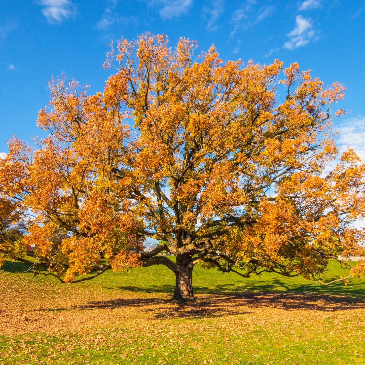 Traubeneiche - Ein Baum fürs ganze Leben