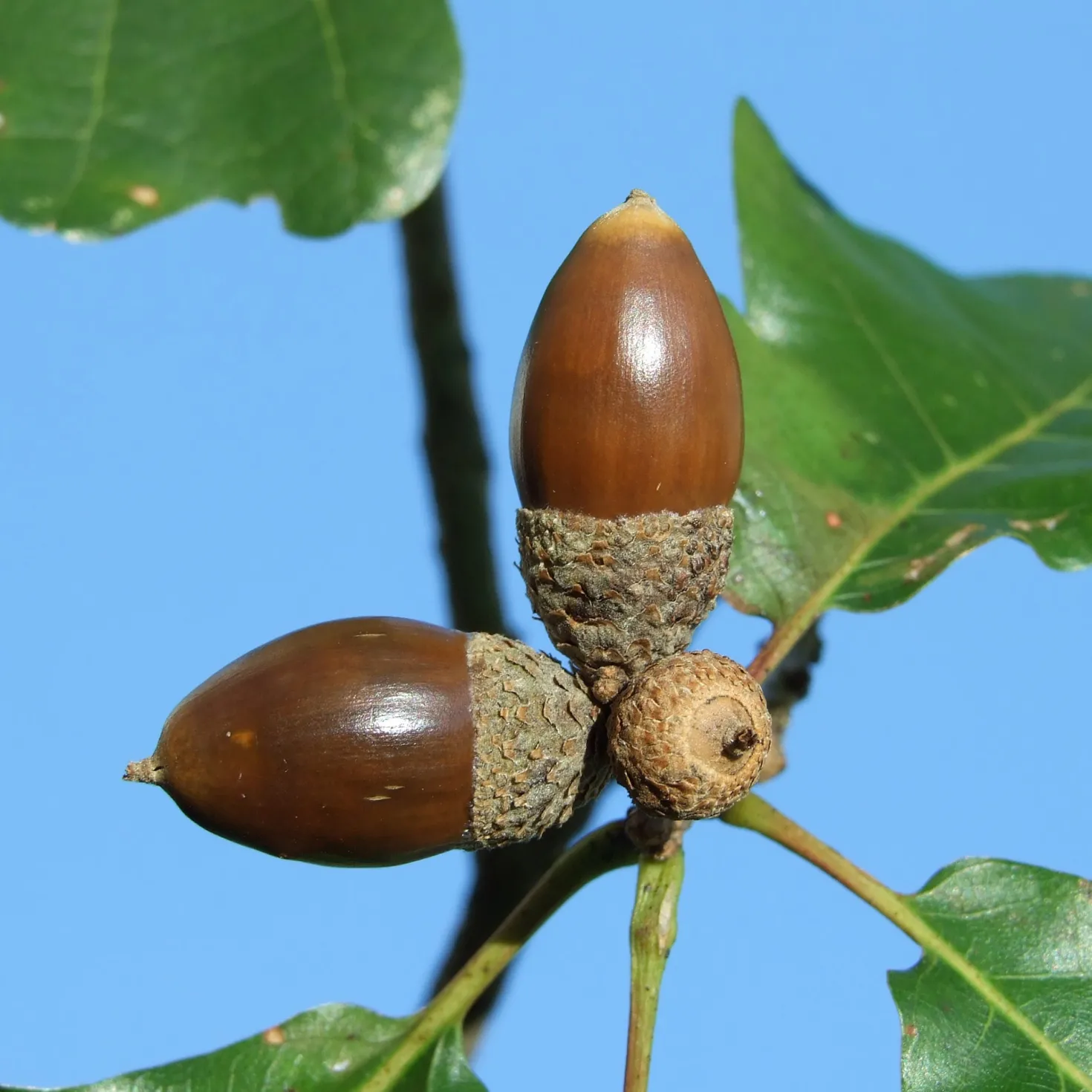 Traubeneiche - Ein Baum fürs ganze Leben
