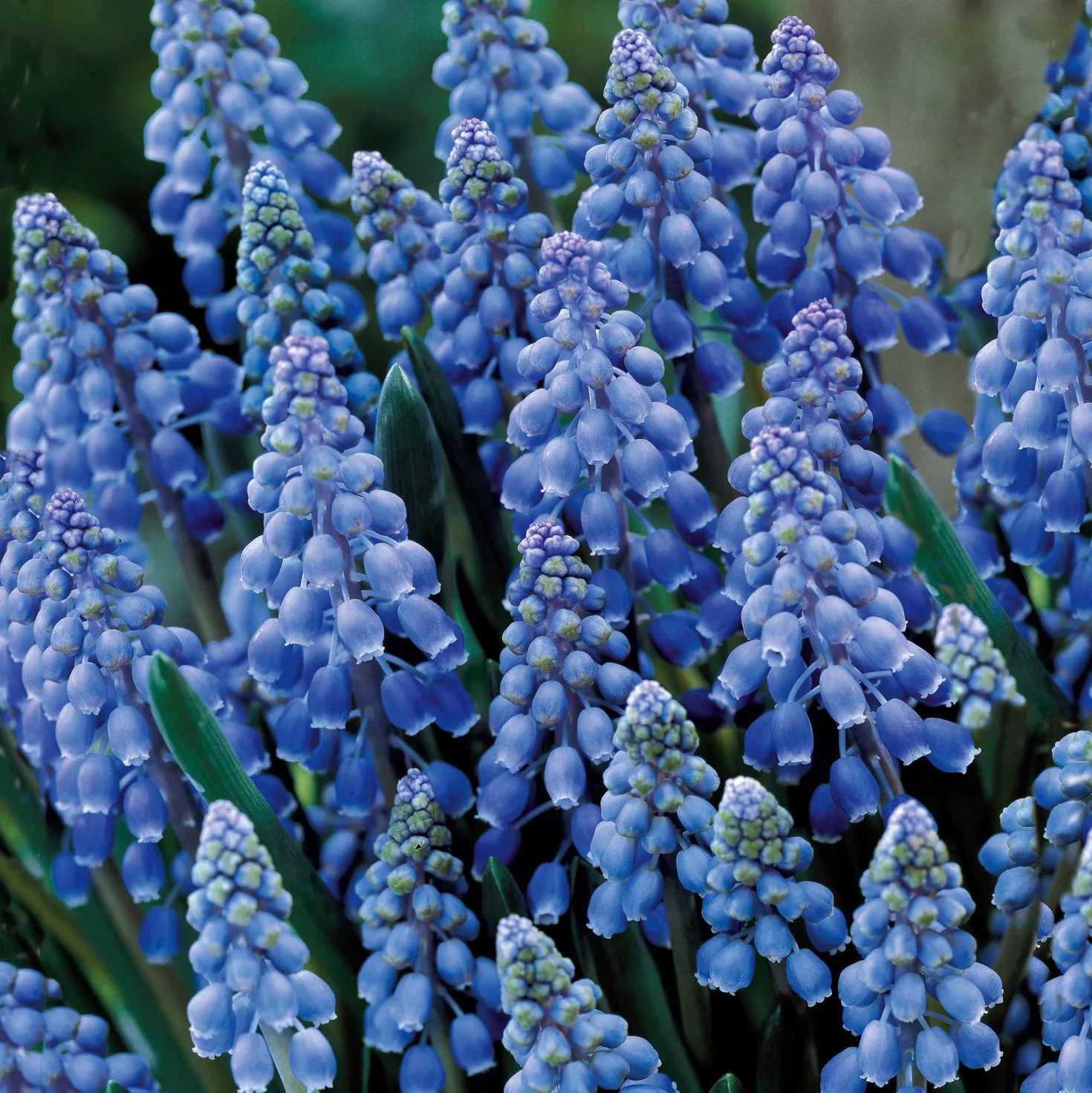 Traubenhyazinthen (x10) - Blaues Blütenmeer im Frühling