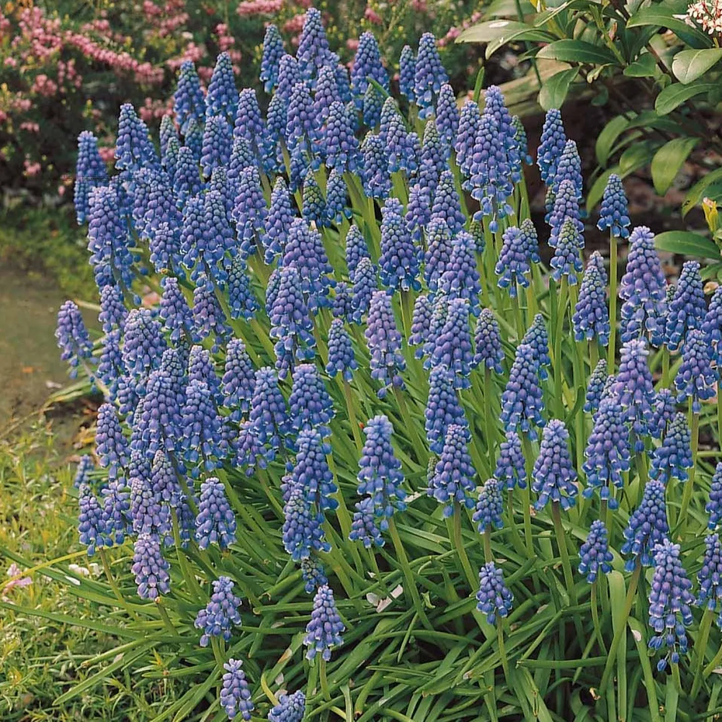 Traubenhyazinthen (x10) - Blaues Blütenmeer im Frühling