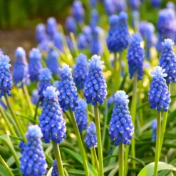 Traubenhyazinthen (x10) - Blaues Blütenmeer im Frühling