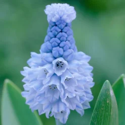 Traubenhyazinthen (x15) - Blaues Blütenmeer im Frühling
