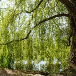 Trauerweide - Sofort mehr Grün im Garten
