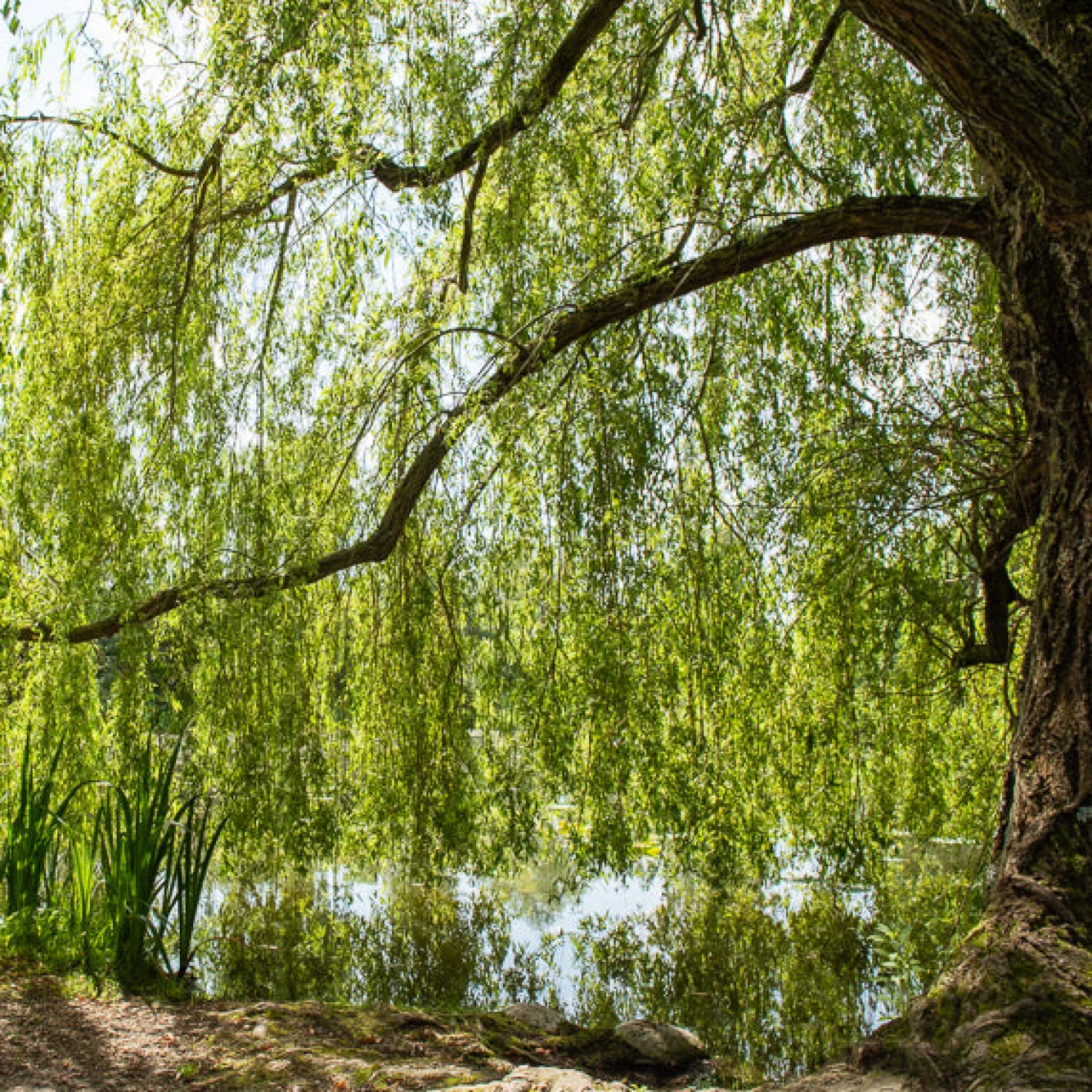 Trauerweide - Sofort mehr Grün im Garten