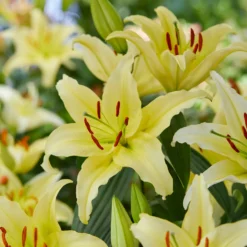 Trio duftende orientalische Lilien - Duft, der den Garten füllt