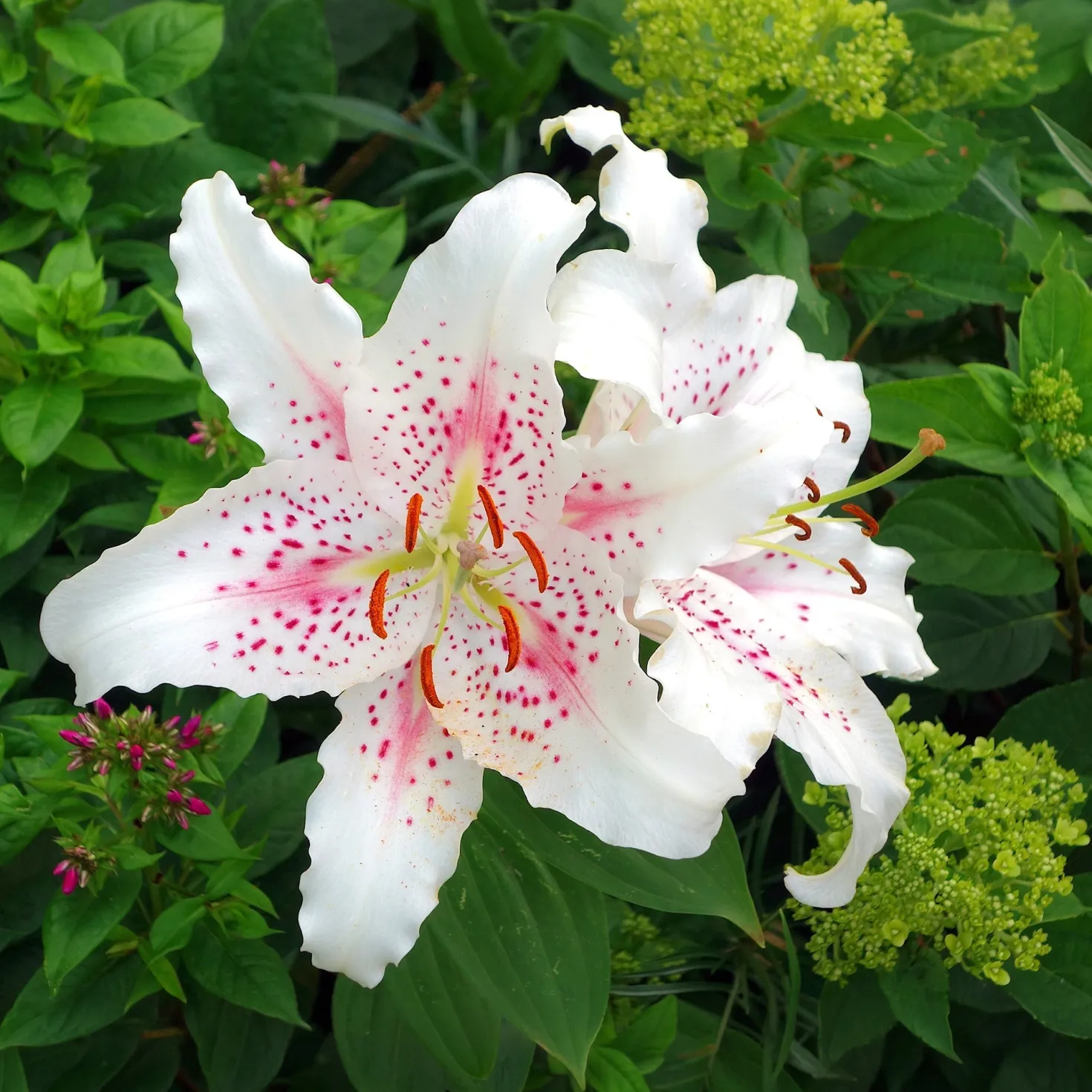 Trio duftende orientalische Lilien - Duft, der den Garten füllt