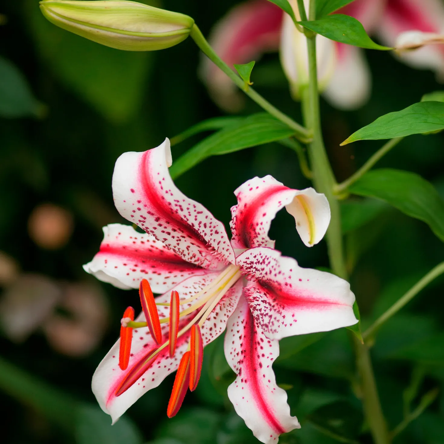 Trio duftende orientalische Lilien - Duft, der den Garten füllt