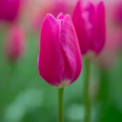 Triumph-Tulpe Ardour - Kräftiges Rot im Frühling