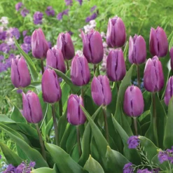 Triumph Tulpe 'Blue Beauty' (x10) - Seltenes Blauviolett im Beet
