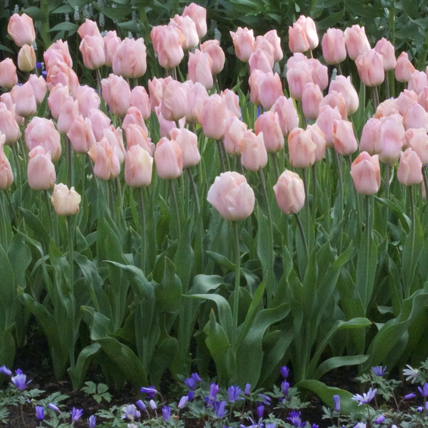 Triumph-Tulpen Apricot Beauty - Aprikosenfarben und duftend