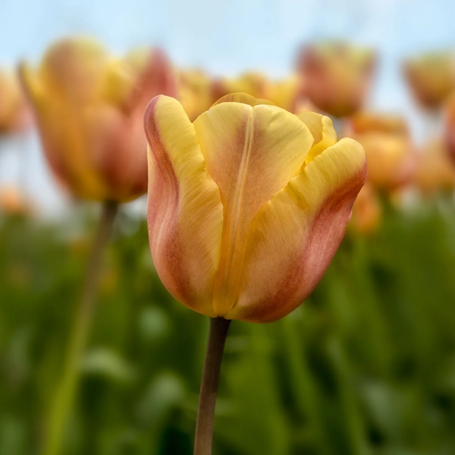 Triumph-Tulpen Apricot Foxx - Aprikosenfarben im Frühling