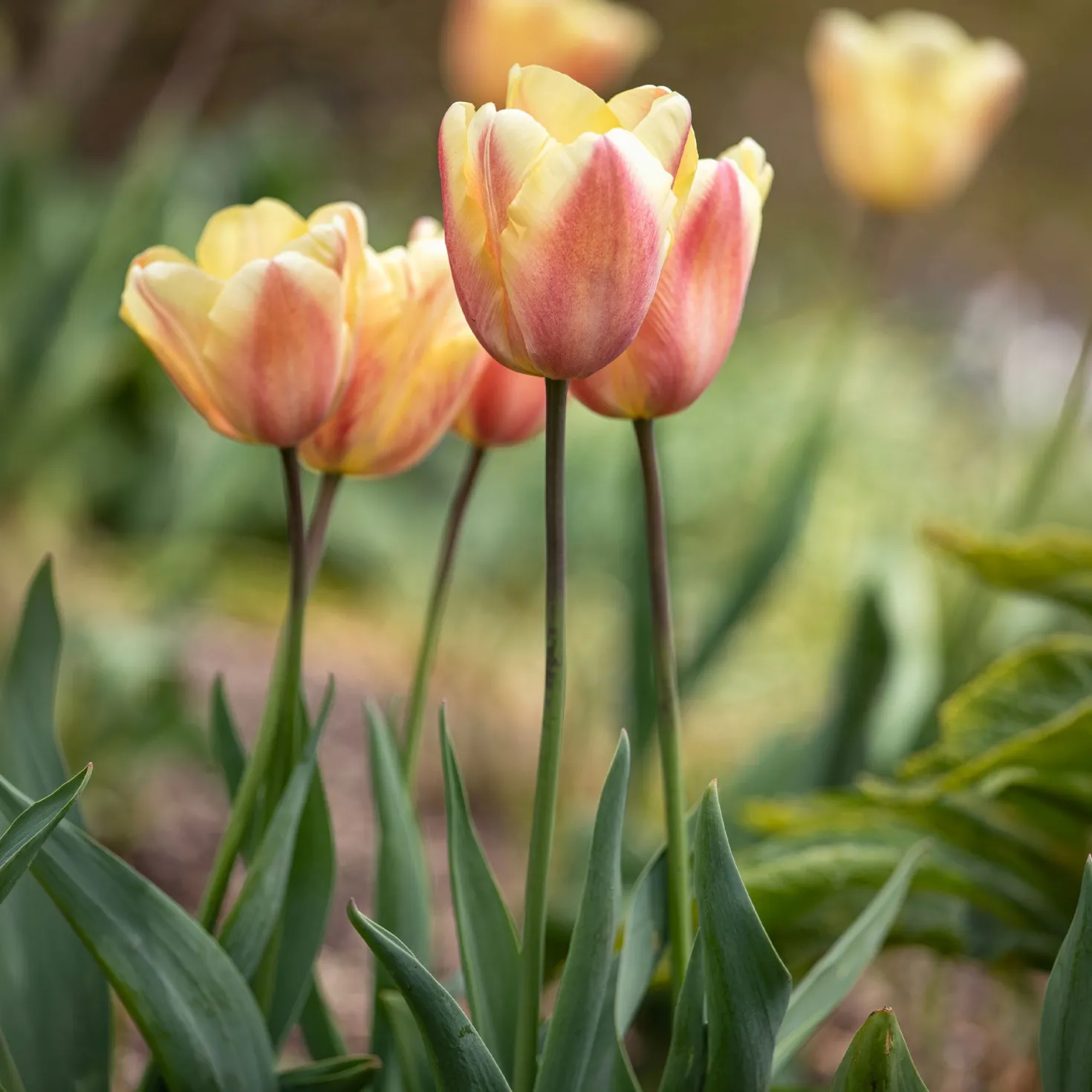 Triumph-Tulpen Apricot Foxx - Aprikosenfarben im Frühling