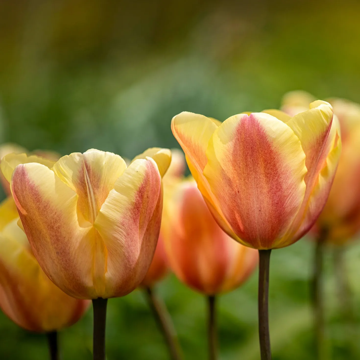 Triumph-Tulpen Apricot Foxx - Aprikosenfarben im Frühling