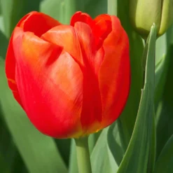 Triumph-Tulpen Cadans (x10) - Leuchtend rot in der Vase