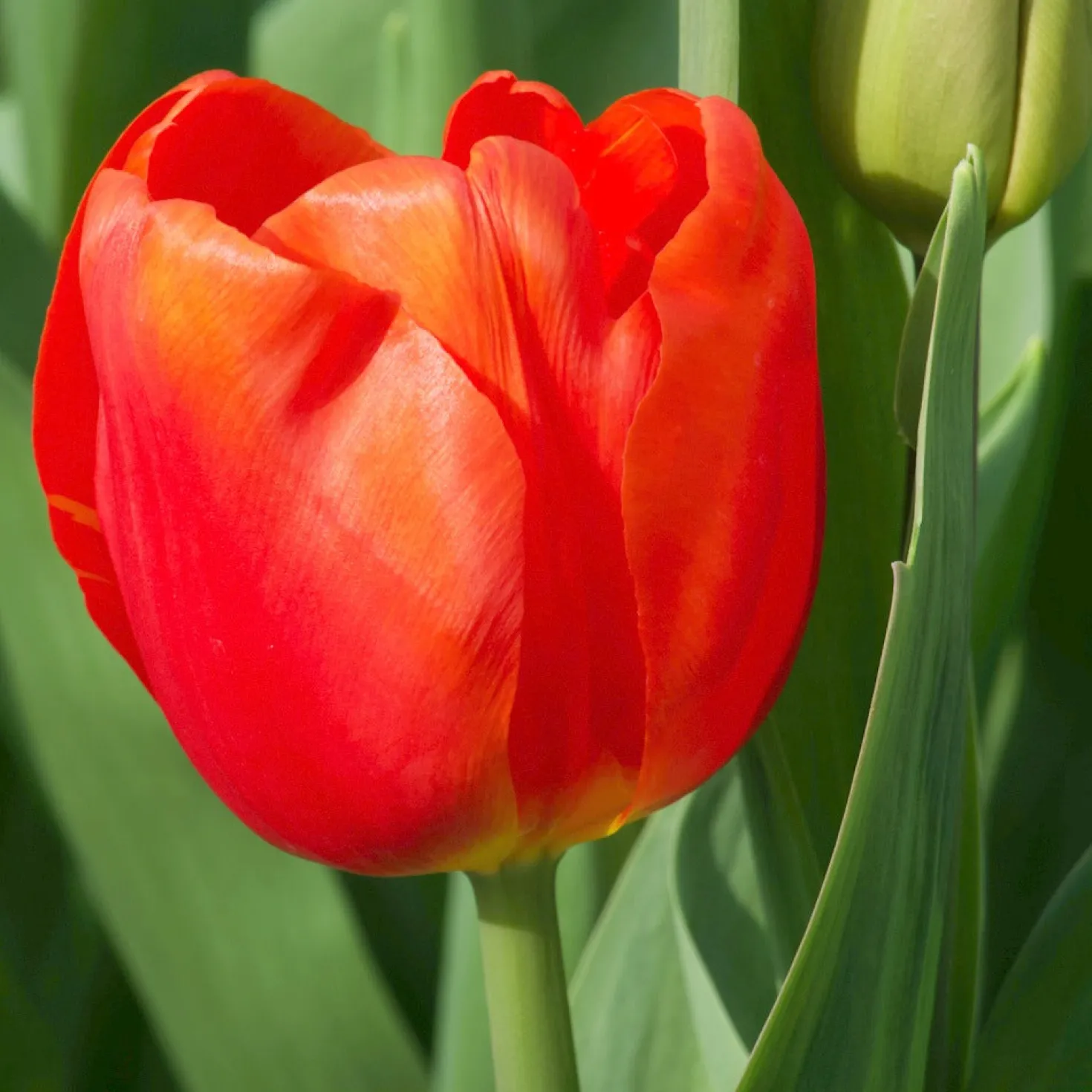 Triumph-Tulpen Cadans (x10) - Leuchtend rot in der Vase