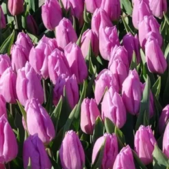 Triumph-Tulpen Candy Prince - Zartrosa Frühlingszauber