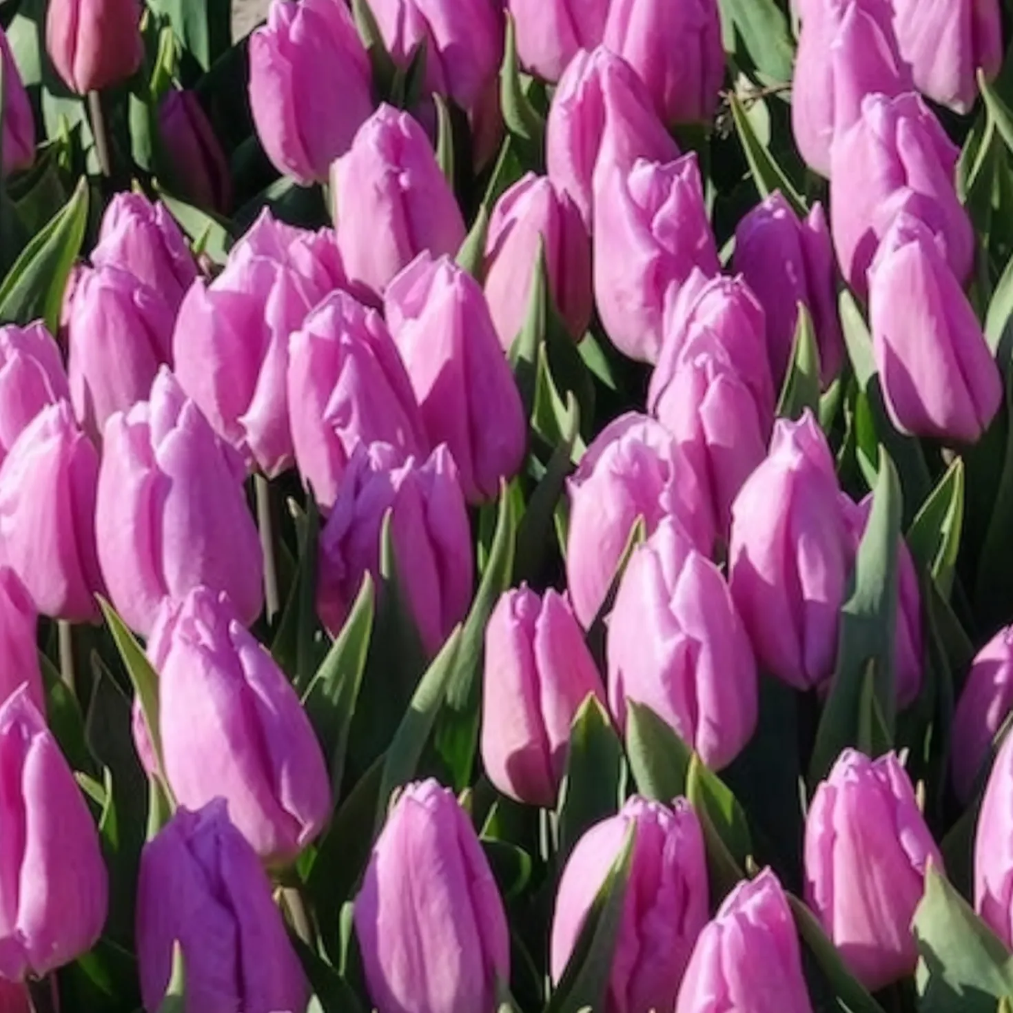 Triumph-Tulpen Candy Prince - Zartrosa Frühlingszauber
