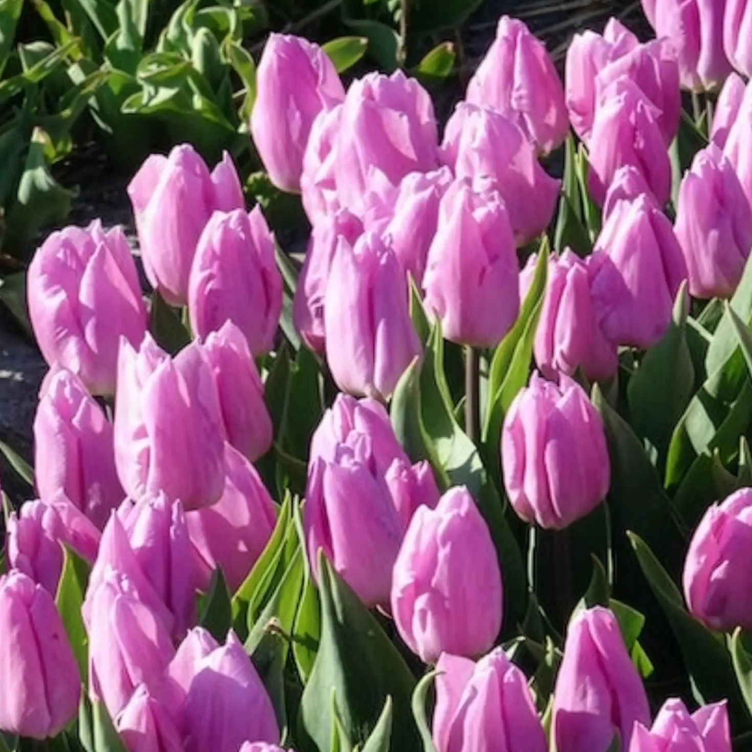 Triumph-Tulpen Candy Prince - Zartrosa Frühlingszauber