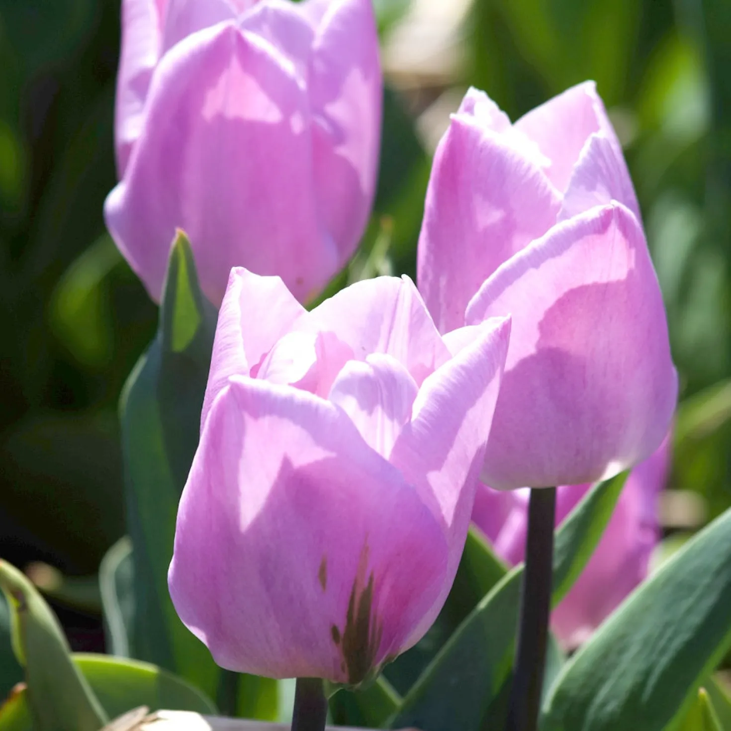 Triumph-Tulpen Candy Prince - Zartrosa Frühlingszauber