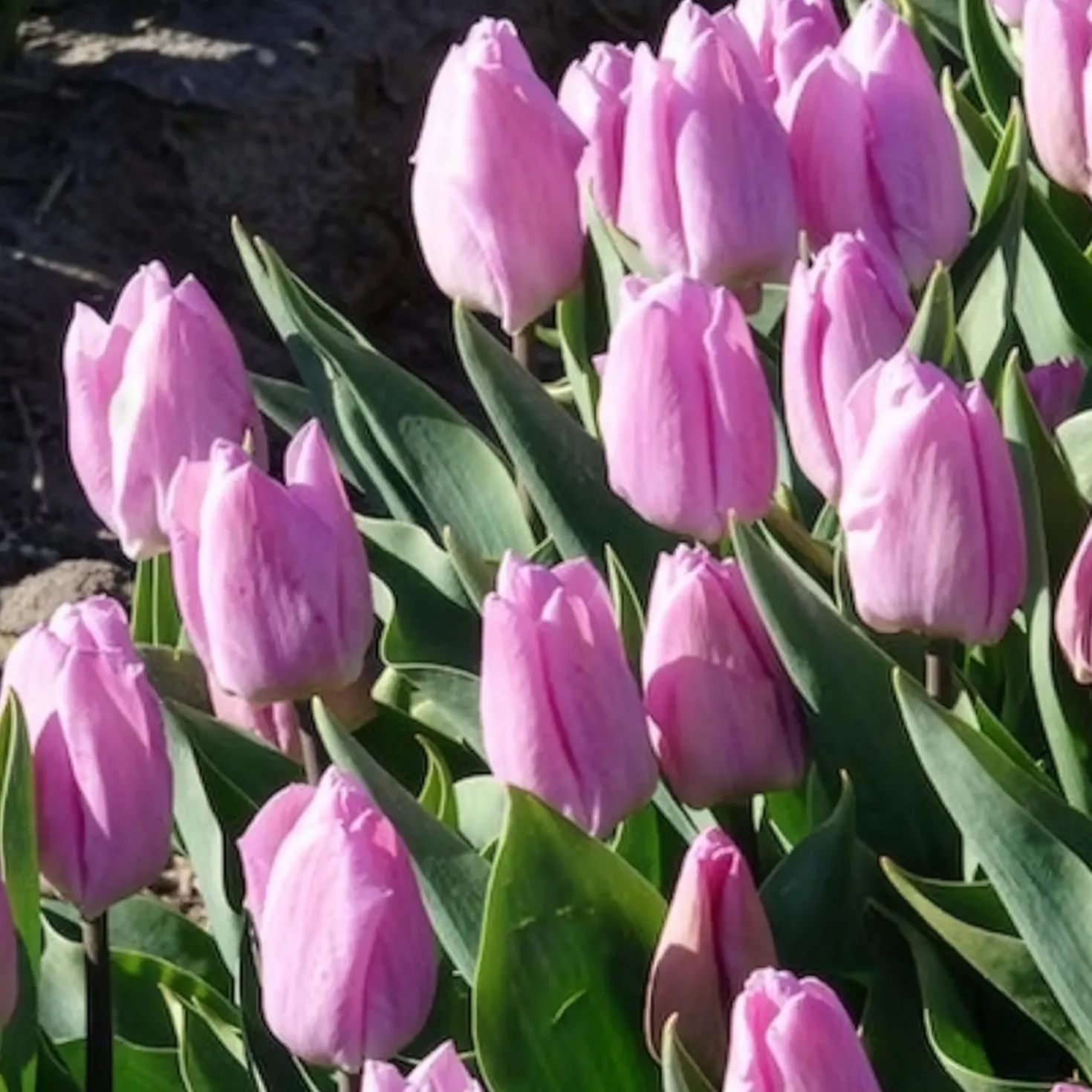 Triumph-Tulpen Candy Prince - Zartrosa Frühlingszauber