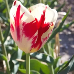 Triumph-Tulpen ‘Carnaval de Rio’ (x10) - Flammend rot-weiß gestreift