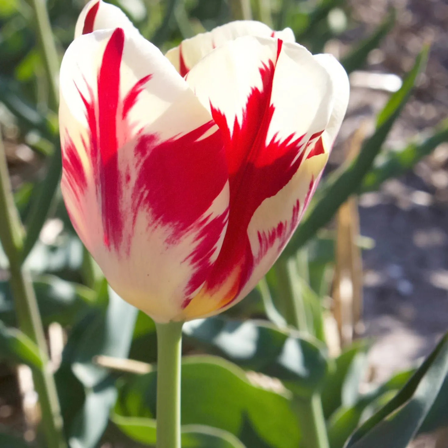 Triumph-Tulpen ‘Carnaval de Rio’ (x10) - Flammend rot-weiß gestreift