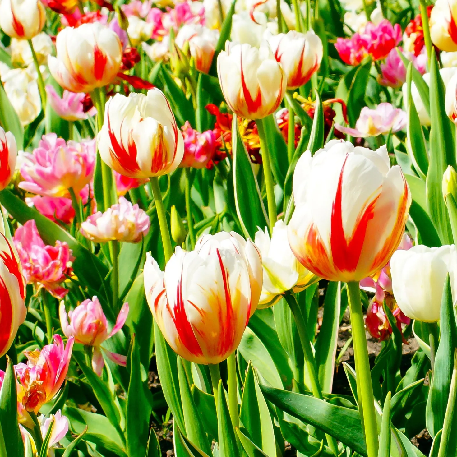 Triumph-Tulpen ‘Carnaval de Rio’ (x10) - Flammend rot-weiß gestreift