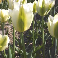 Triumph-Tulpen Green Spirit - Grün blüht anders