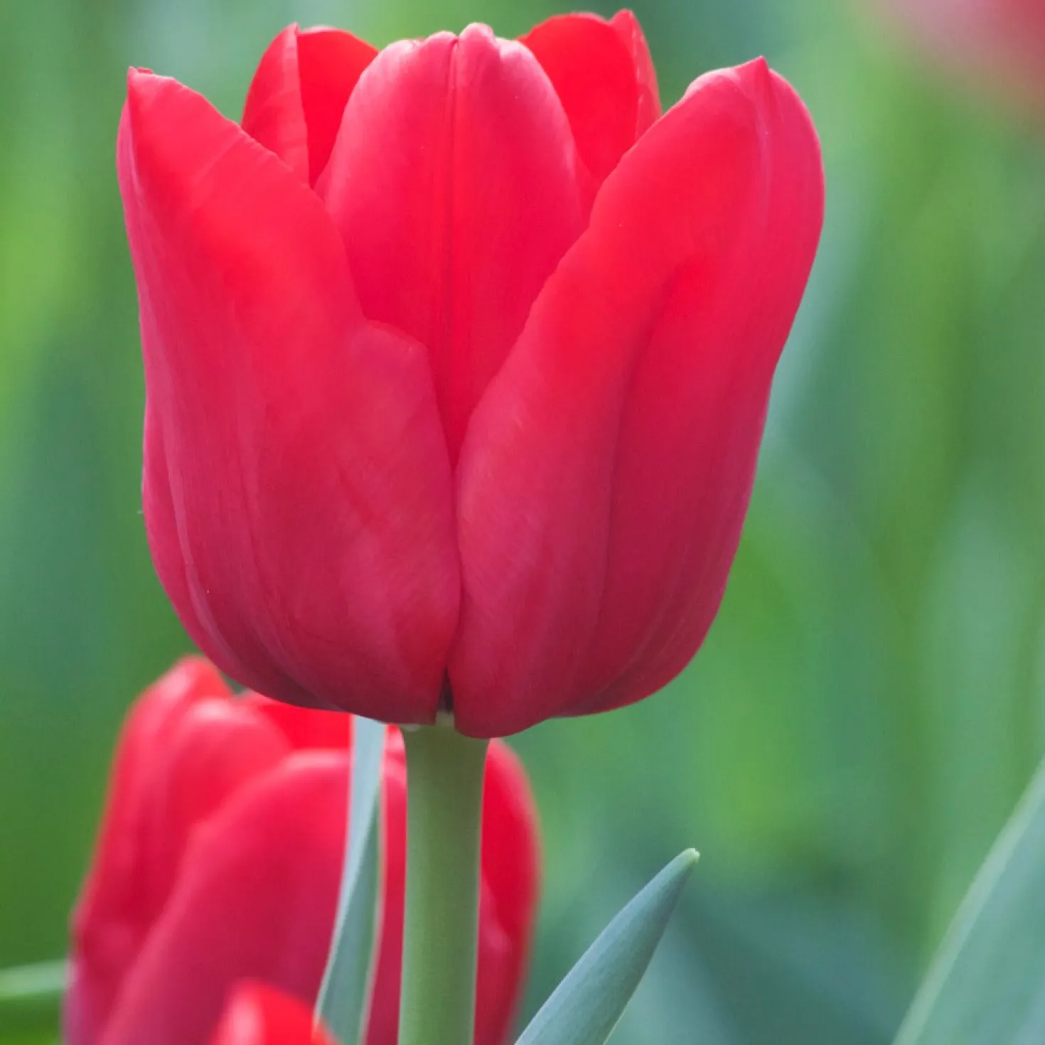 Triumph-Tulpen ‘Ile de France’ (x10) - Kräftiges Rot im Frühling