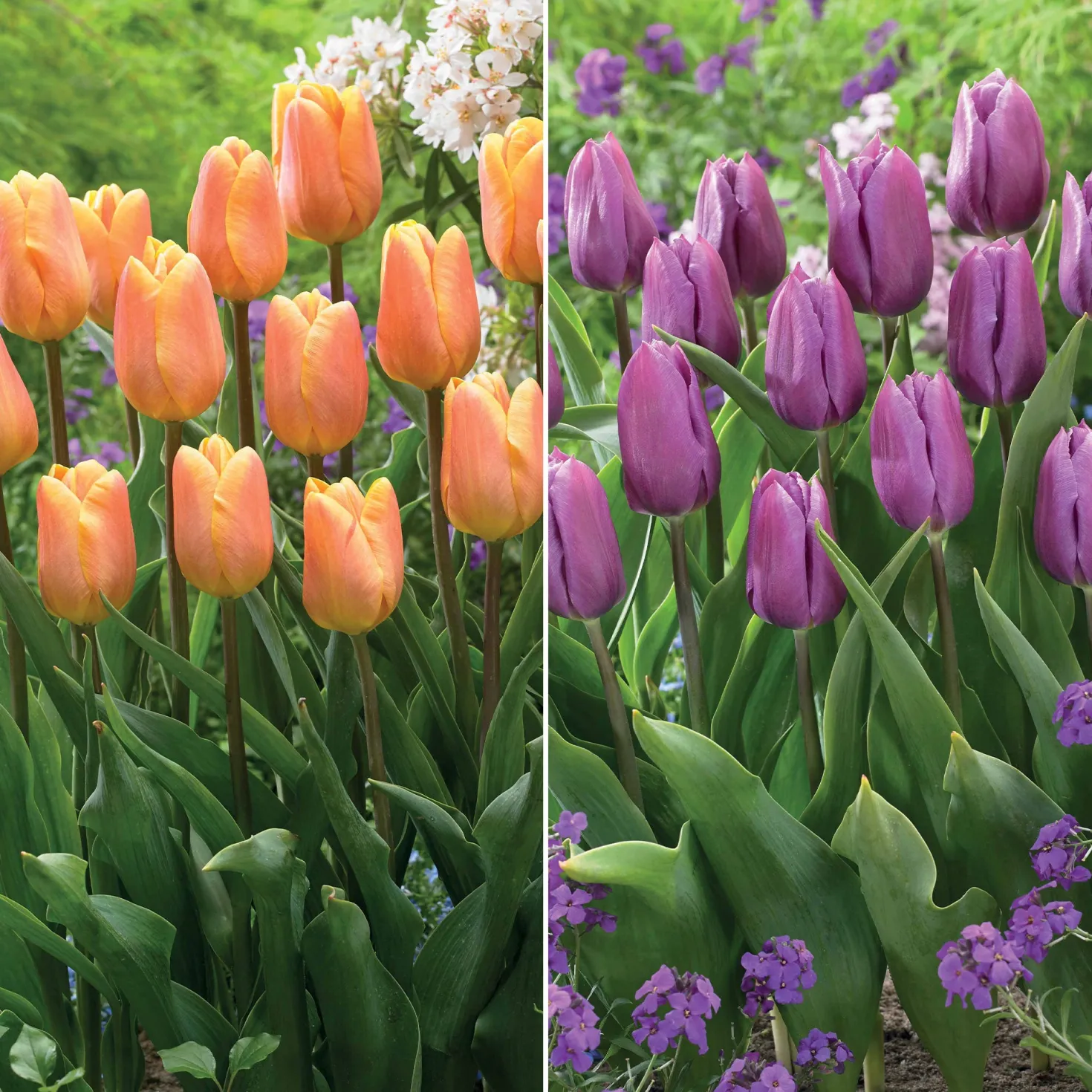 Triumph-Tulpen Kollektion ‘Belleville’ & ‘Blue Beauty’ (x20) - Zwei Farben, ein Frühling