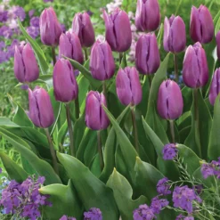 Triumph-Tulpen Kollektion ‘Belleville’ & ‘Blue Beauty’ (x20) - Zwei Farben, ein Frühling