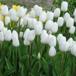 Triumph-Tulpen Royal Virgin - Reinweiß im Frühling