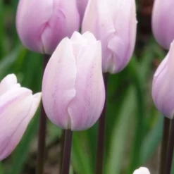 Triumph-Tulpen Silver Cloud - Zartrosa Frühlingsträume