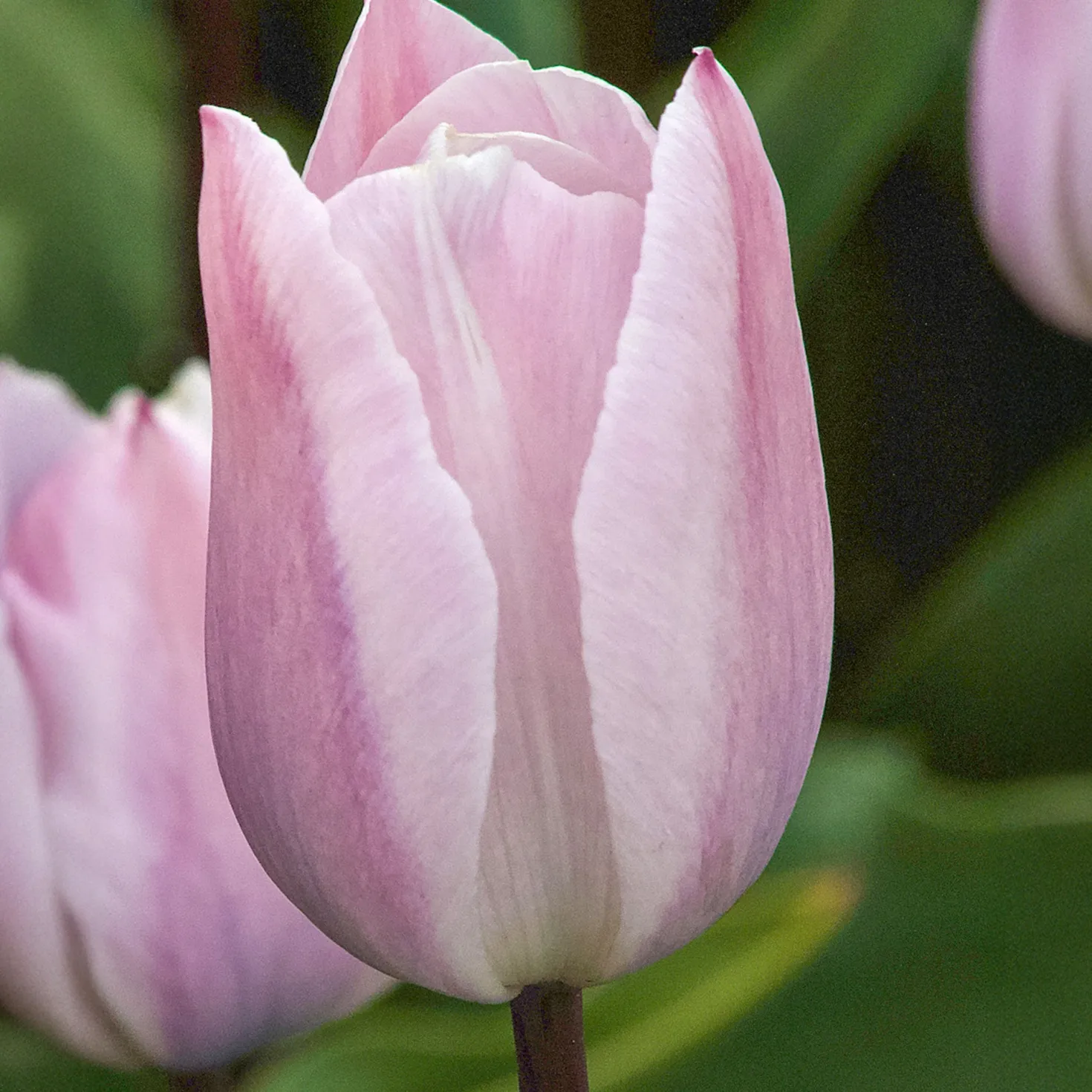 Triumph-Tulpen Silver Cloud - Zartrosa Frühlingsträume