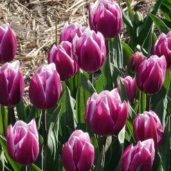 Triumph-Tulpen Synaeda Blue (x7) - Violettes Blau im Frühling