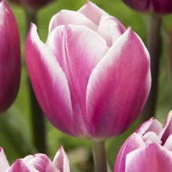 Triumph-Tulpen Synaeda Blue (x7) - Violettes Blau im Frühling